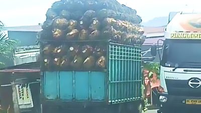 Tak Ditindak Tegas Dari Petugas,Mobil Pemuat TBS Di Mamuju Tengah Bebas Memuat Hingga Over load Di Jalan Raya 