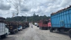 PT.MAS Budong-Budong Kabupaten Mamuju Tengah Jadi Pilihan Para Sopir Pengangkut TBS,Ini Alasannya..
